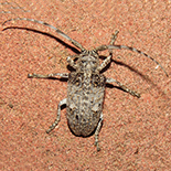 Crossotus stypticus